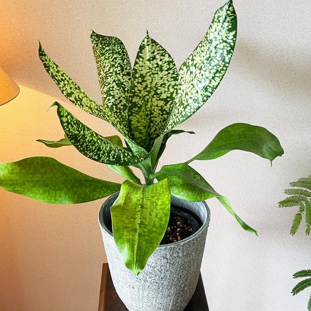 【希少！ほぼ流通なし 星屑のような斑点★】ドラセナ ドラセナ JTスターダスト