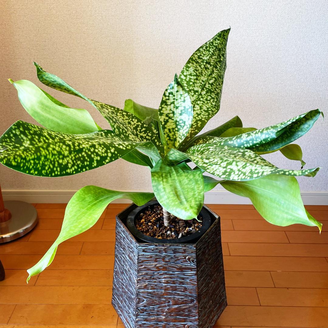 【希少！ほぼ流通なし 星屑のような斑点★】ドラセナ ドラセナ JTスターダスト