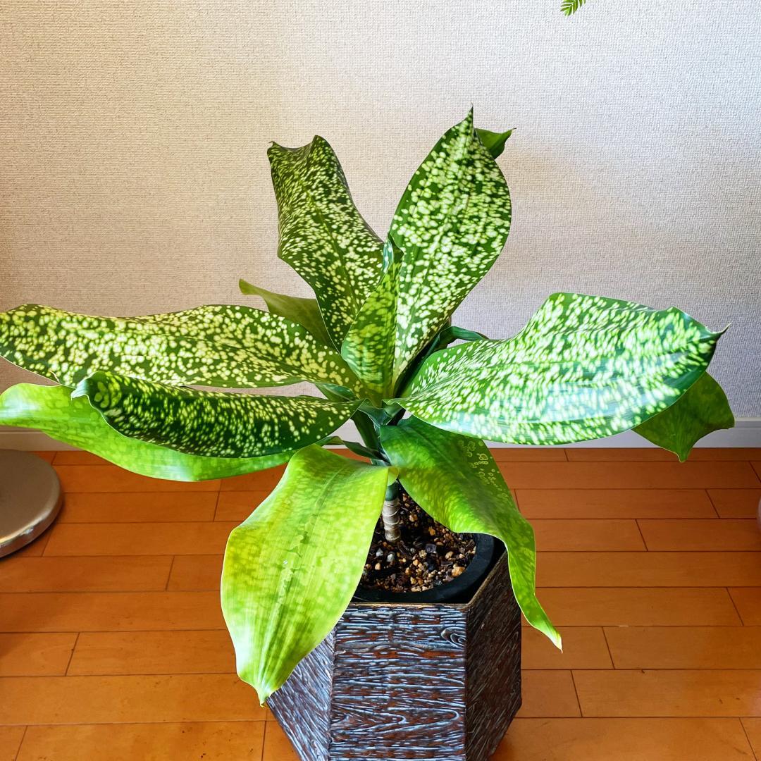 【希少！ほぼ流通なし 星屑のような斑点★】ドラセナ ドラセナ JTスターダスト