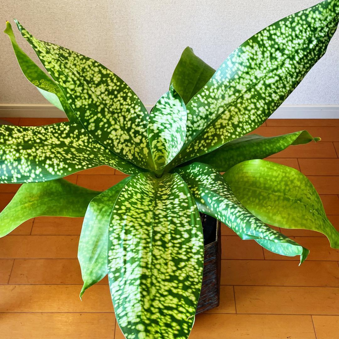 【希少！ほぼ流通なし 星屑のような斑点★】ドラセナ ドラセナ JTスターダスト