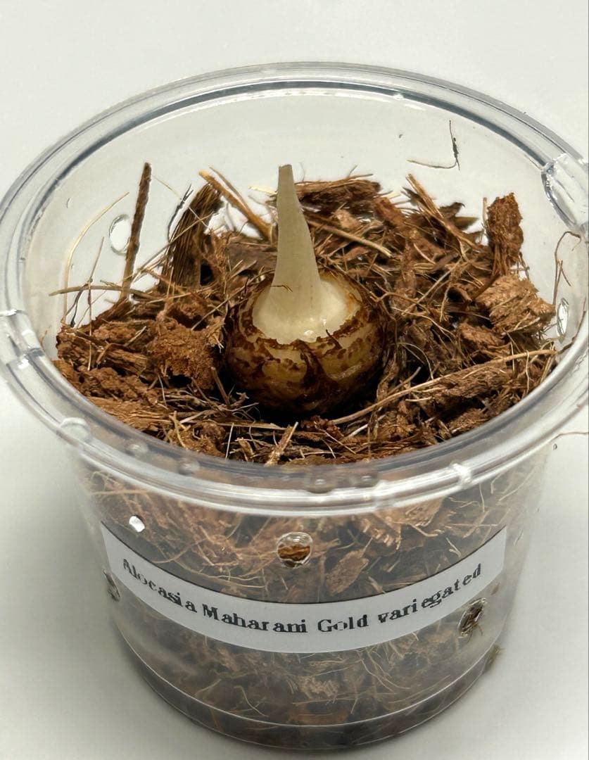 芋】 アロカシア マハラニ ゴールド 斑入り - メルカリ
