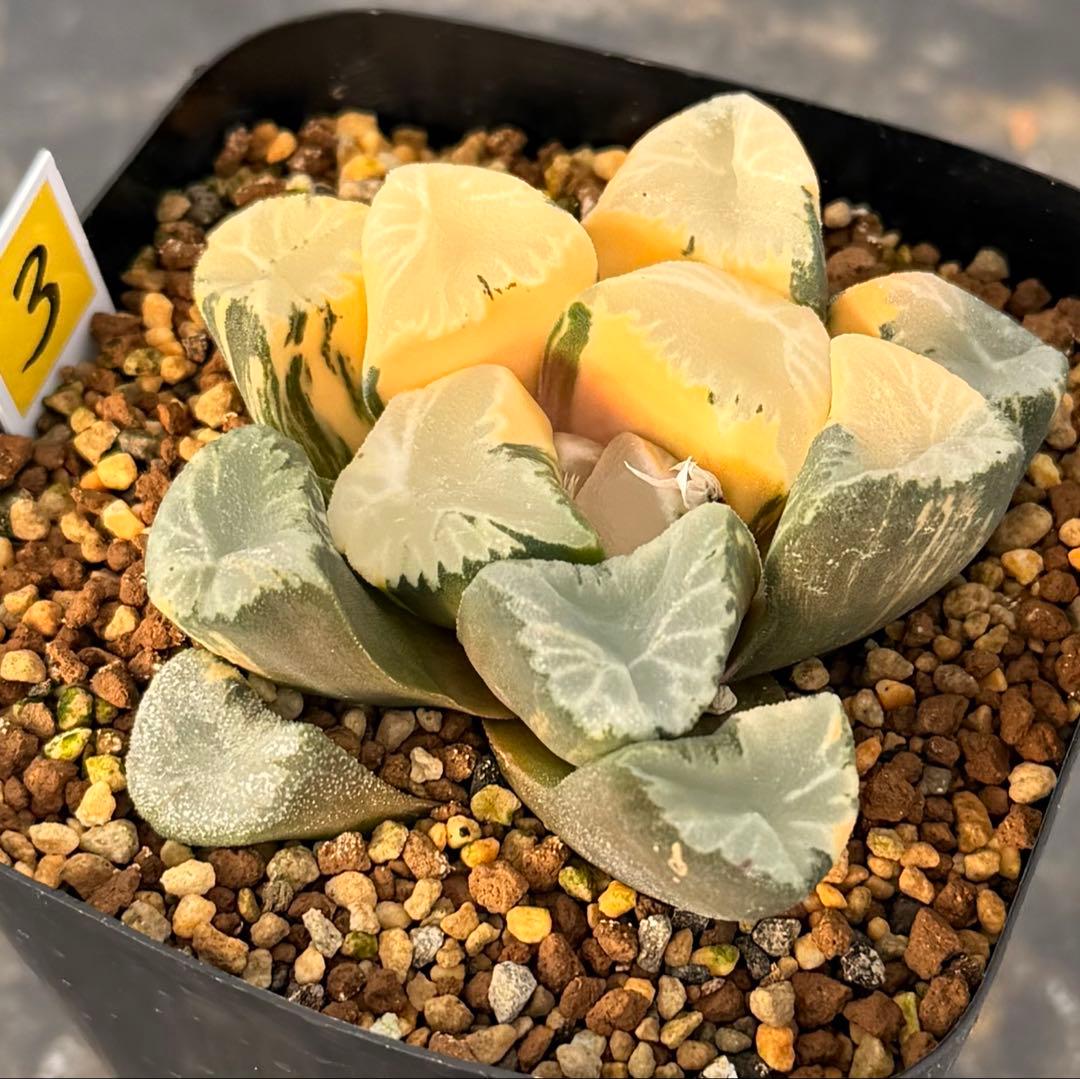 ハオルチア　万象　覇王錦　極上斑　鮮明株