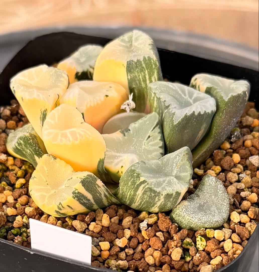 ハオルチア　万象　覇王錦　極上斑　鮮明株