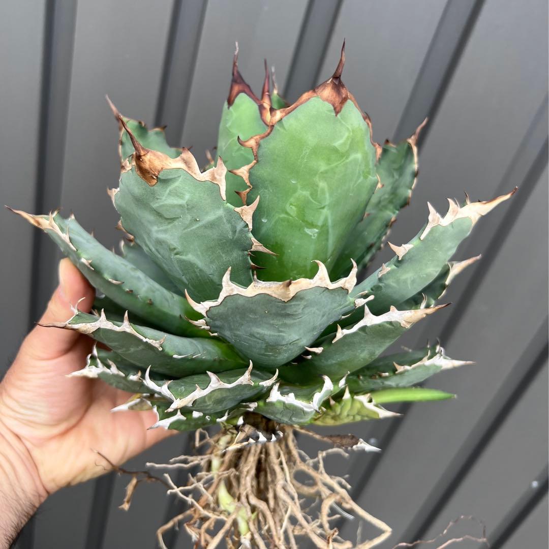 アガベ チタノタ 農大 大株 国産 - メルカリ