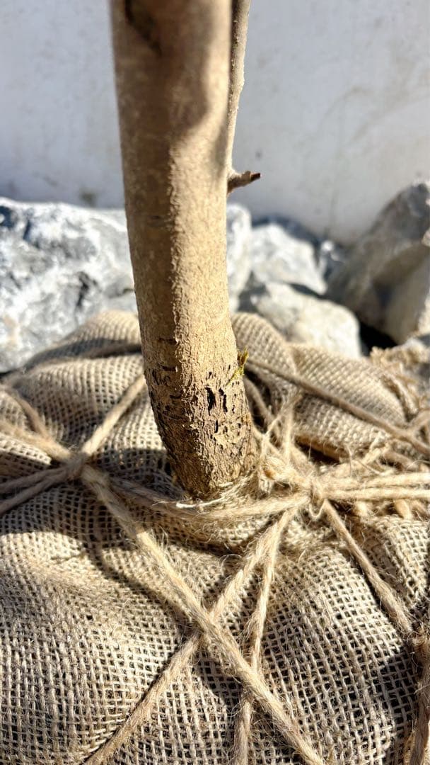 逸品。山採りソヨゴ3.4M(鉢底から)