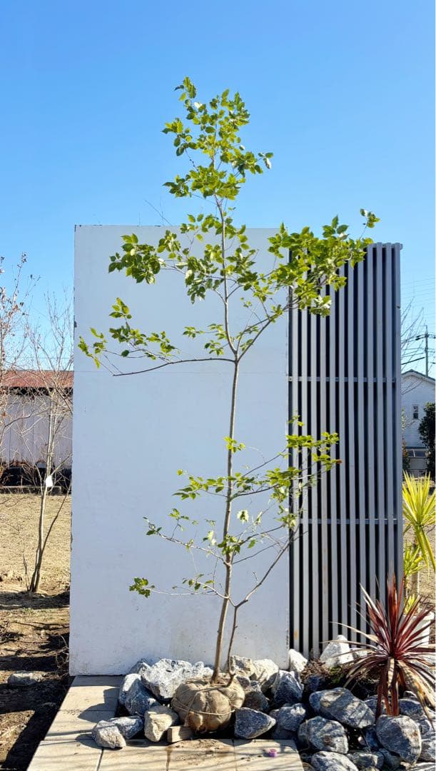 逸品。山採りソヨゴ3.4M(鉢底から)