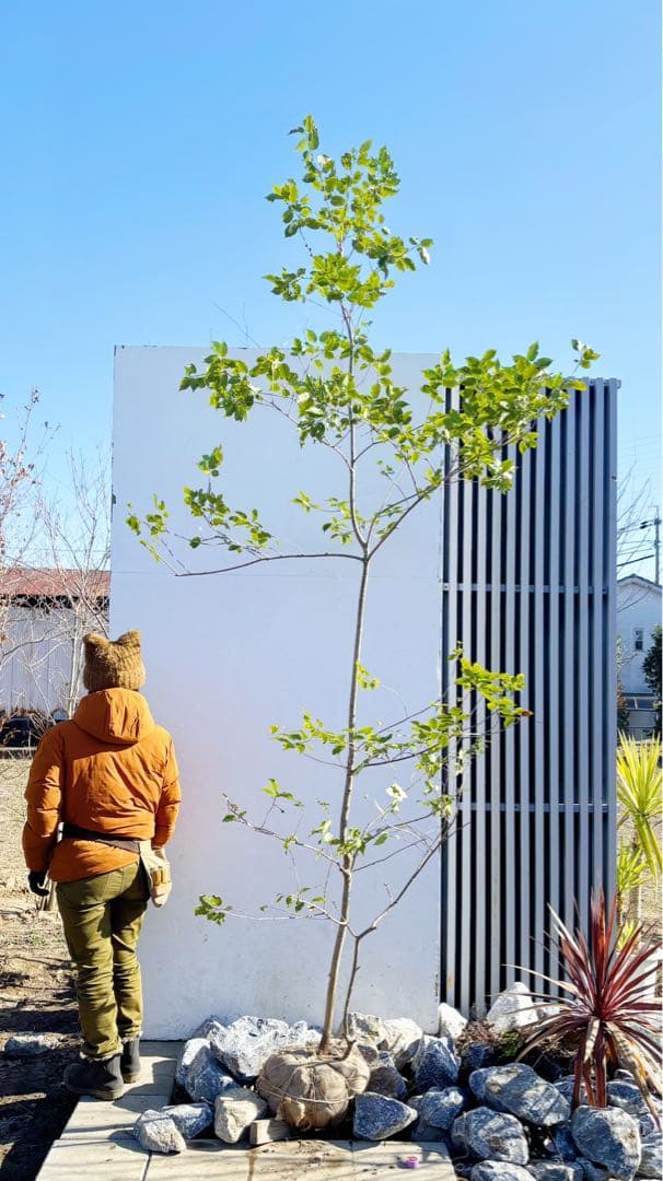 逸品。山採りソヨゴ3.4M(鉢底から)