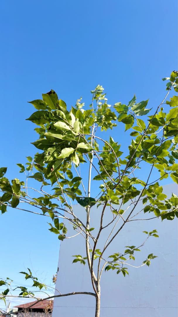 逸品。山採りソヨゴ3.4M(鉢底から)