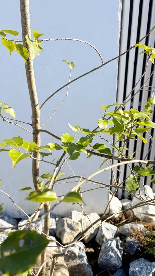 逸品。山採りソヨゴ3.4M(鉢底から)