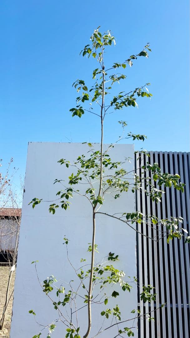 逸品。山採りソヨゴ3.4M(鉢底から)