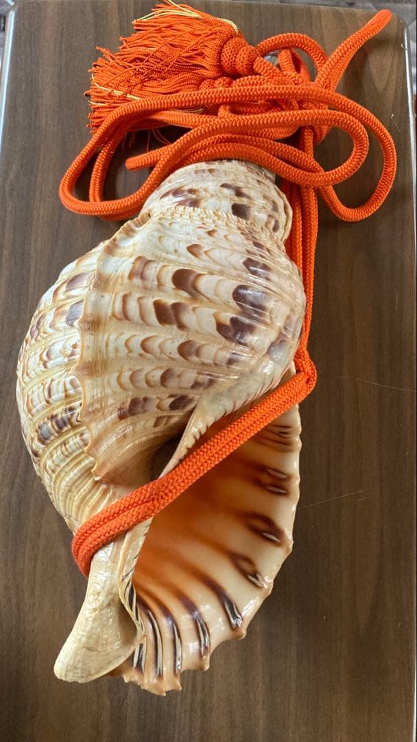 法螺貝 大型40cm 以上 吹き口付き 網袋・房付き 修験道 山伏