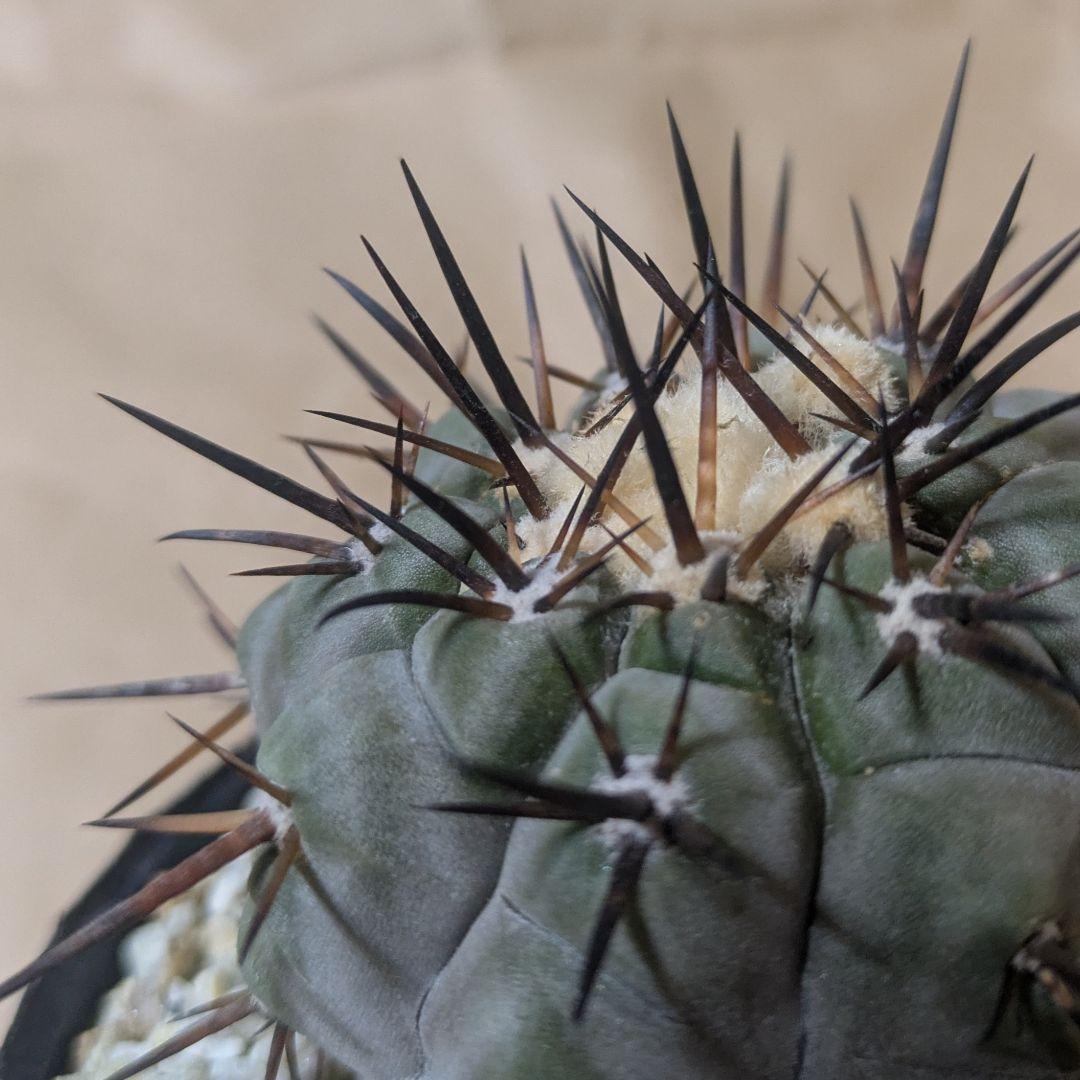 黒王丸 コピアポア シネレア 台付