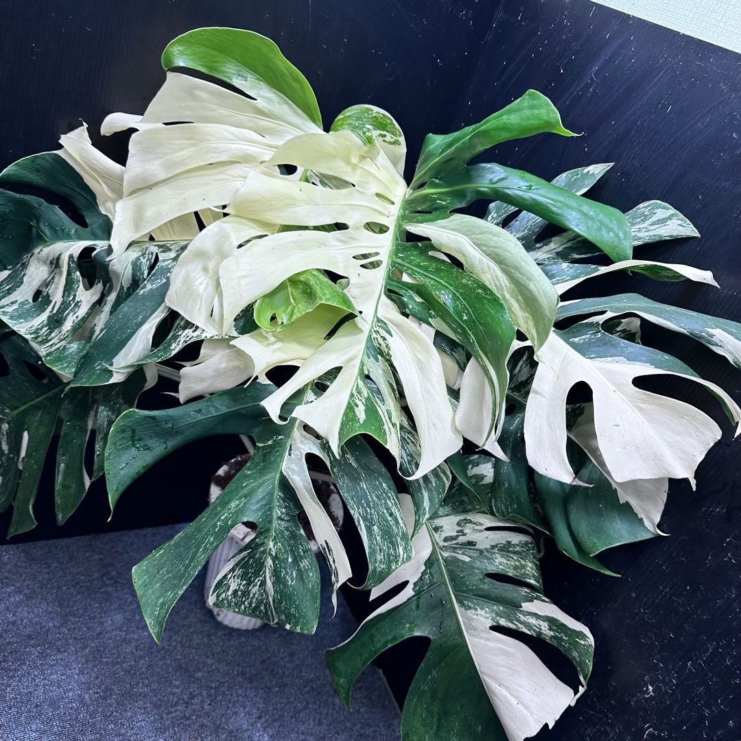 極美斑入りモンステラホワイトタイガー幅80cm高さ81cm大株レア観葉植物