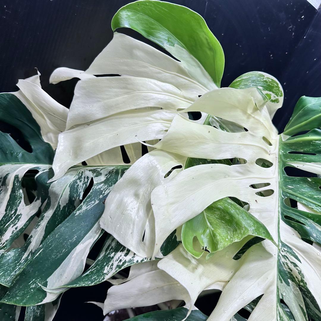 極美斑入りモンステラホワイトタイガー幅80cm高さ81cm大株レア観葉植物