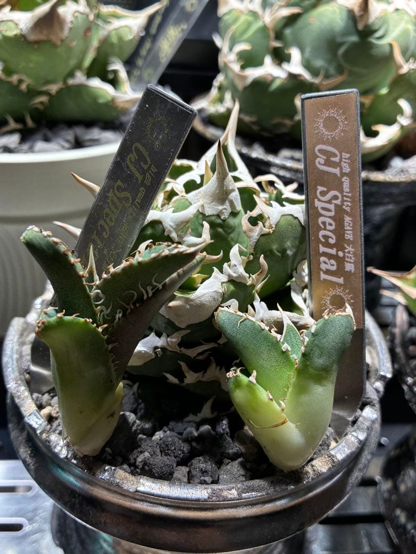 アガベ cjspecial 大白鯊 ホホジロサメ　子株　⭐︎タグ付き⭐︎ 2セット