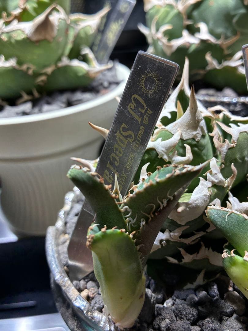 アガベ cjspecial 大白鯊 ホホジロサメ　子株　⭐︎タグ付き⭐︎ 2セット