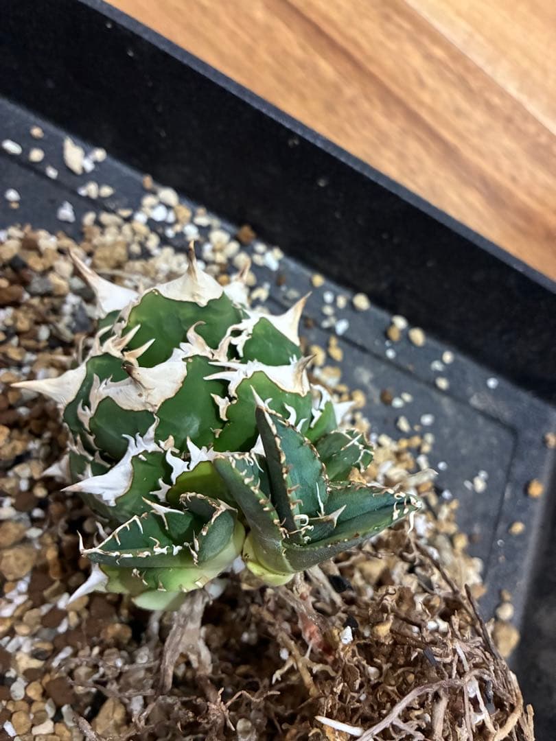 アガベ cjspecial 大白鯊 ホホジロサメ　子株　⭐︎タグ付き⭐︎ 2セット