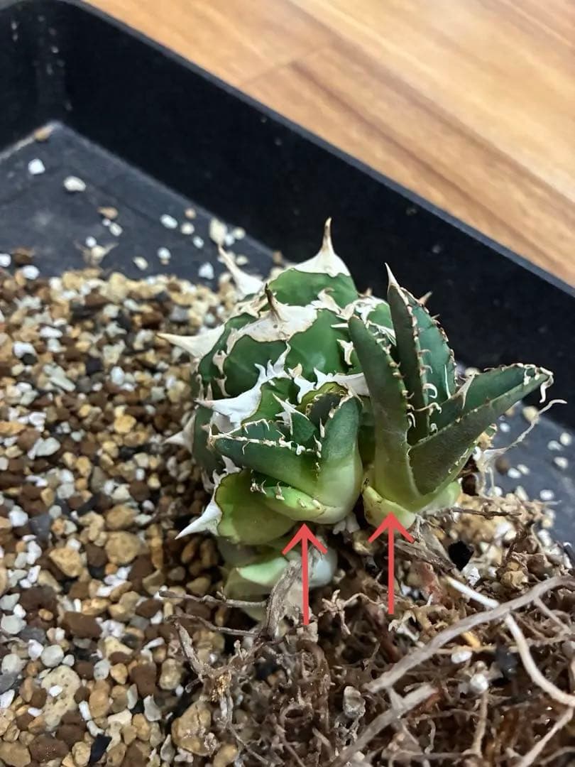 アガベ cjspecial 大白鯊 ホホジロサメ　子株　⭐︎タグ付き⭐︎ 2セット