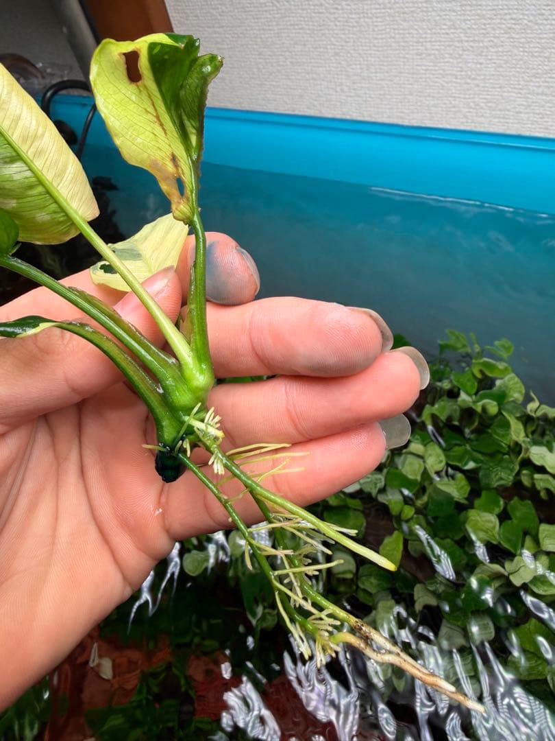 アヌビアスナナ　斑入りキング