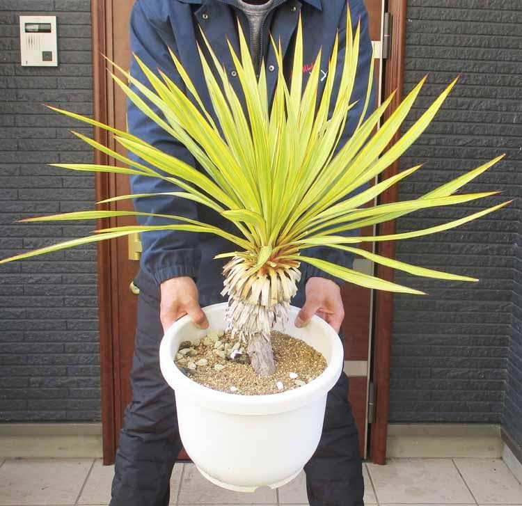 現品】ユッカ・レクルビフォリア・バナナスプリット 10号 うC番 - メルカリ