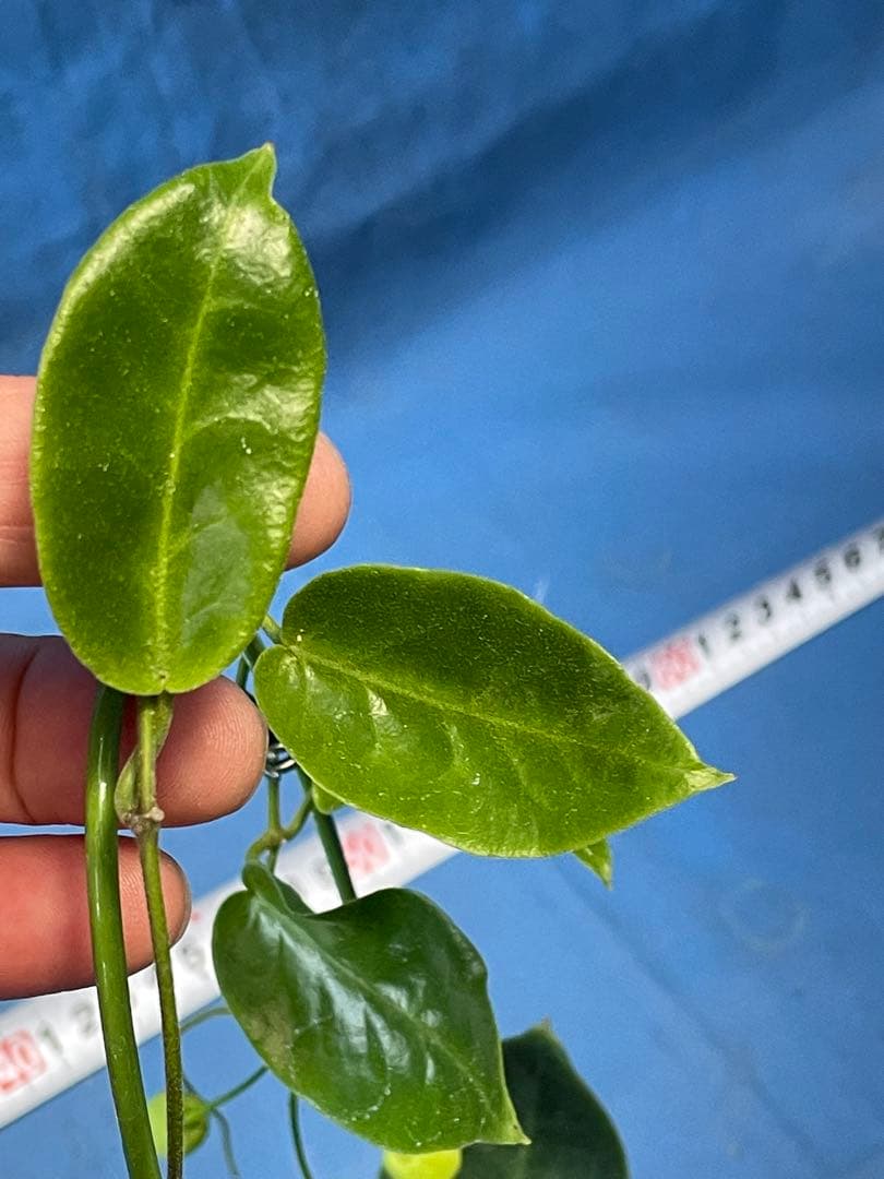 811 ホヤ インフラータ Hoya inflata 花付き株 プラ3号 - メルカリ