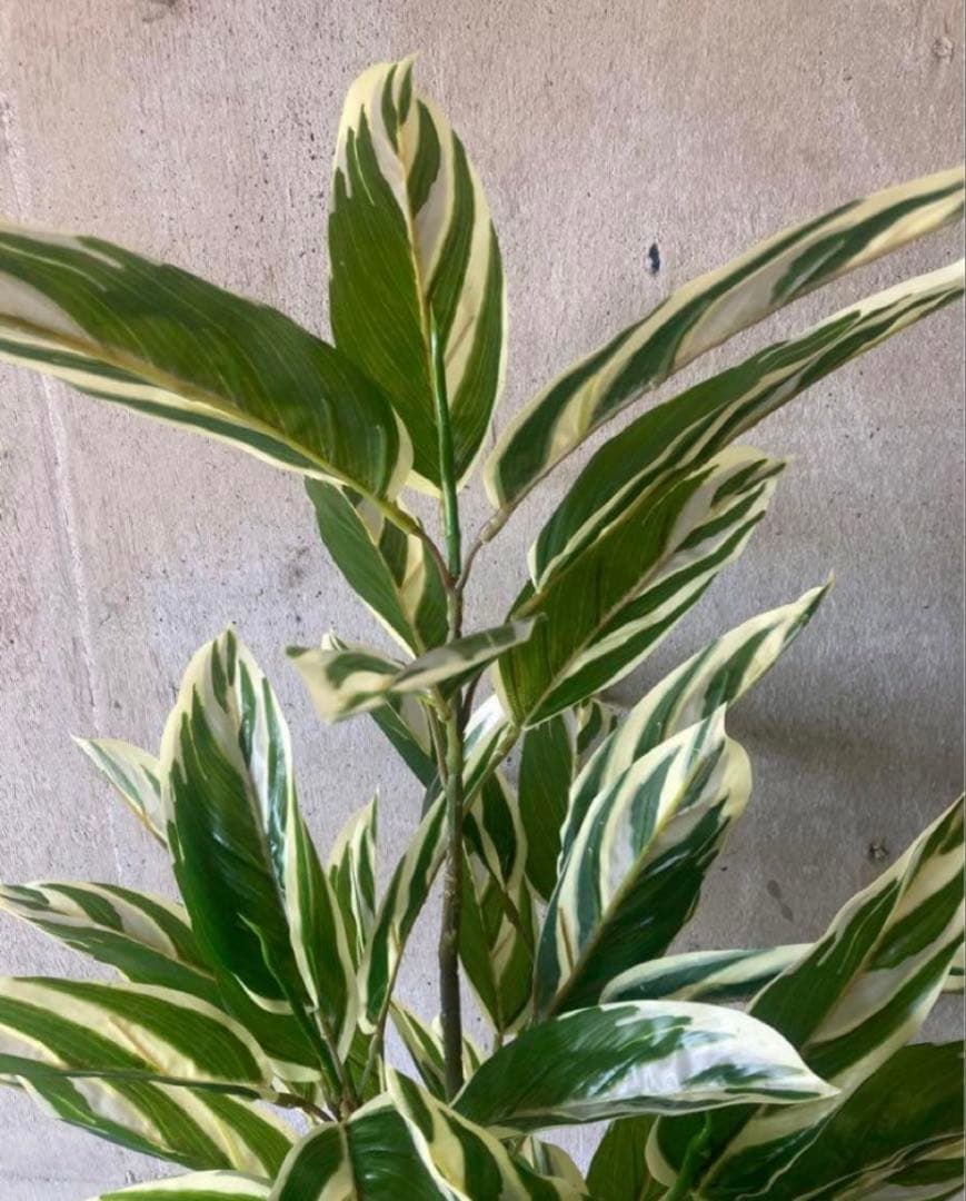 光触媒　人工観葉植物　ウォールグリーン　フェイクグリーン　クテナンテ陶器