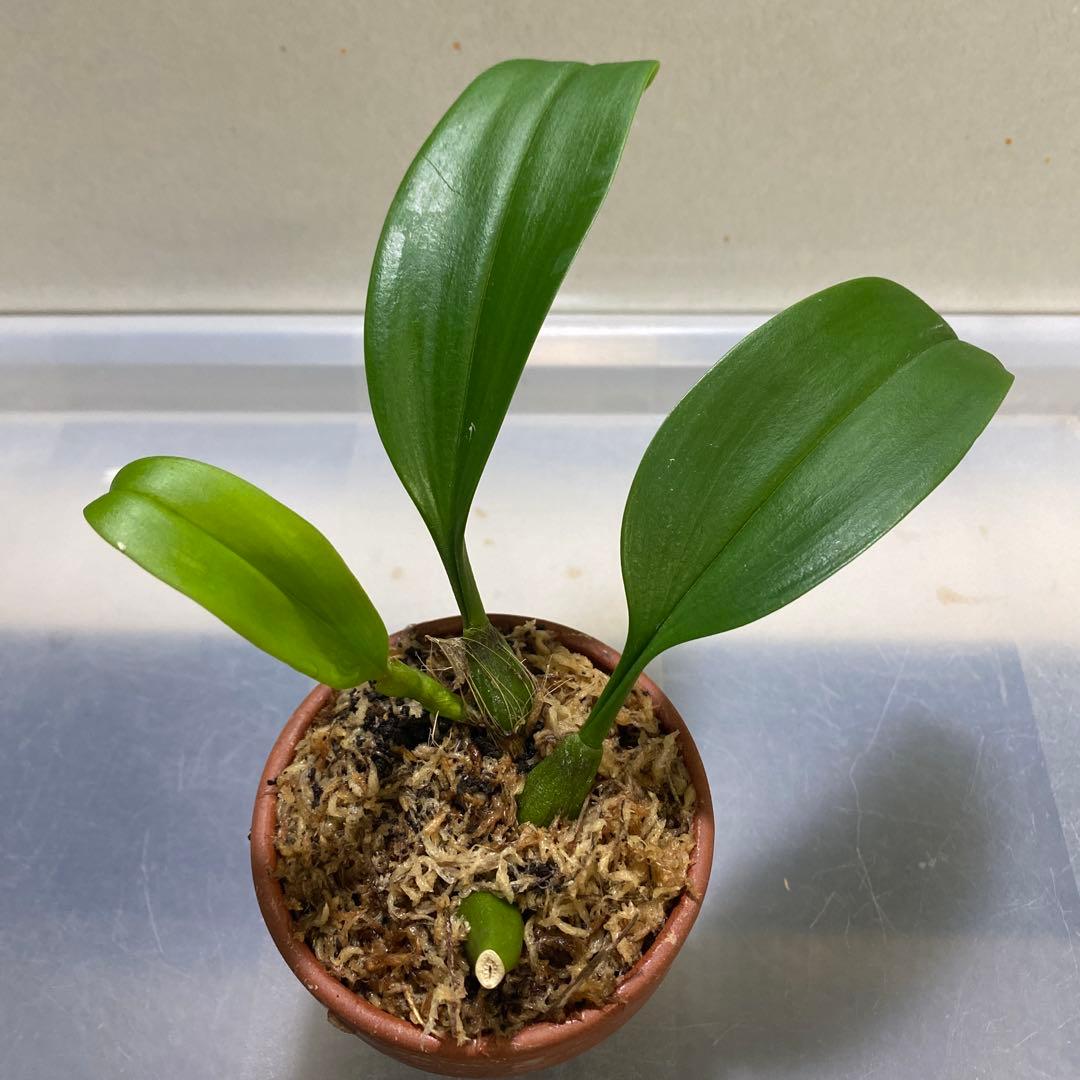 ［洋蘭原種］Bulb. claptonense aurea