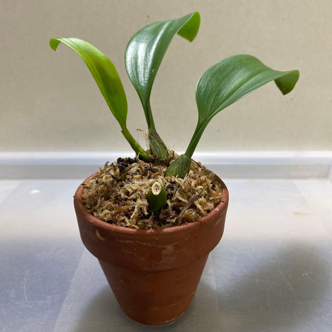 ［洋蘭原種］Bulb. claptonense aurea