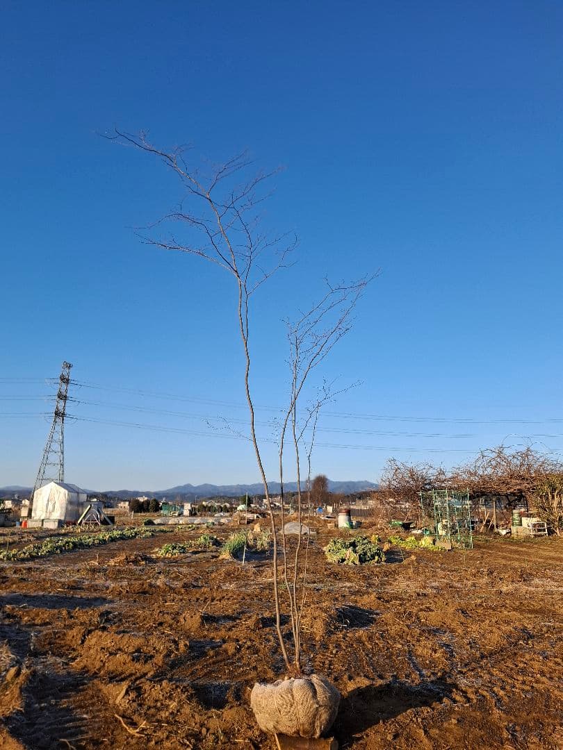 アカシデ　赤芽ソロ　－－アオダモ　アオハダ　モミジ　コハウチワカエデ　山彩り－ー