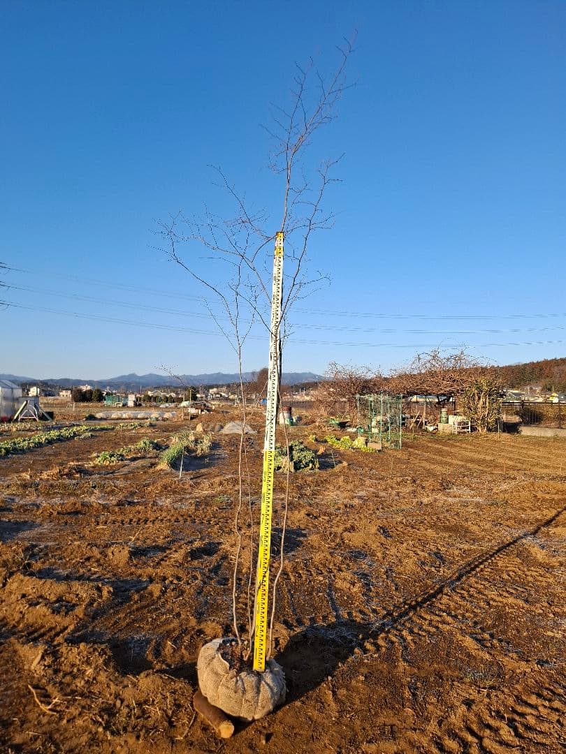 アカシデ　赤芽ソロ　－－アオダモ　アオハダ　モミジ　コハウチワカエデ　山彩り－ー