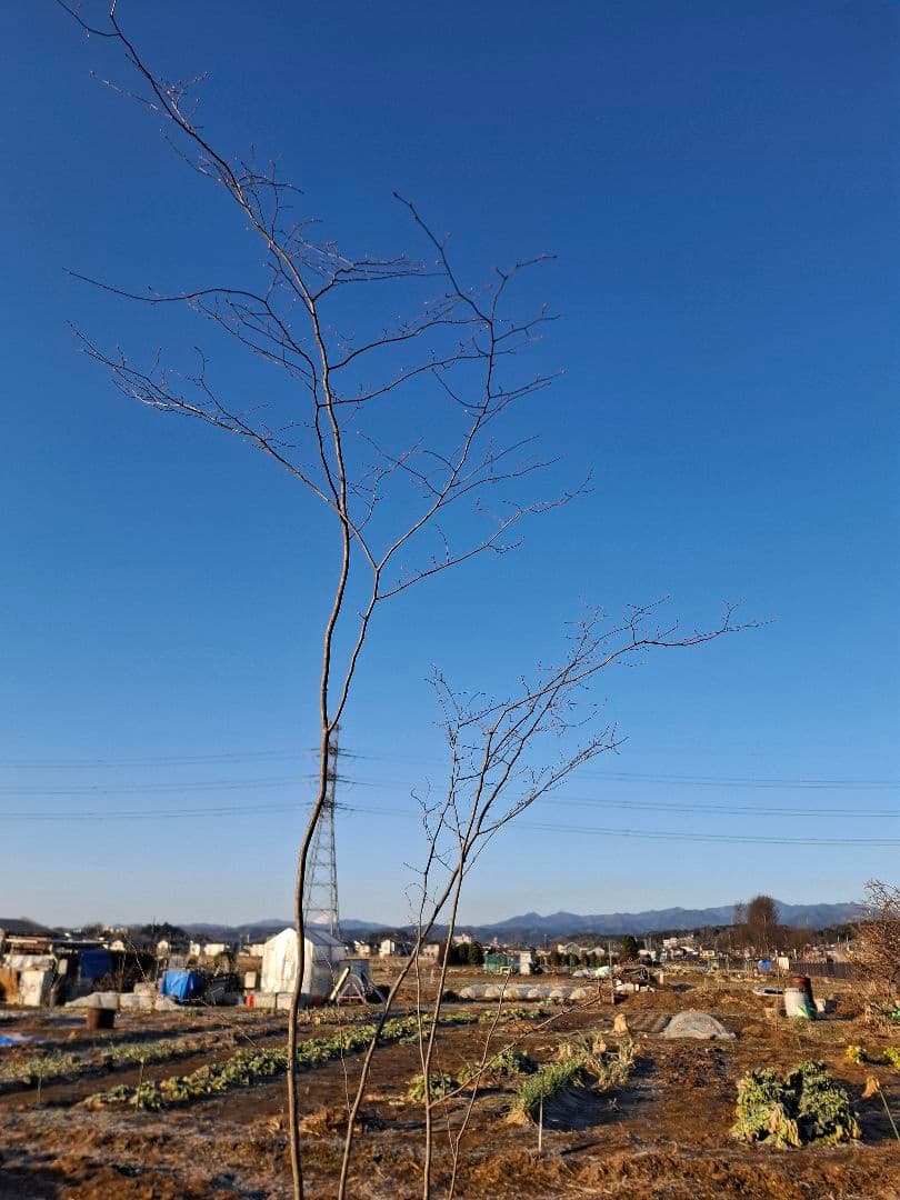 アカシデ　赤芽ソロ　－－アオダモ　アオハダ　モミジ　コハウチワカエデ　山彩り－ー