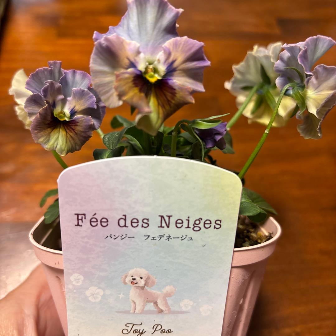 パンジー フェデネージュ 『トイプー』最新品種 - メルカリ