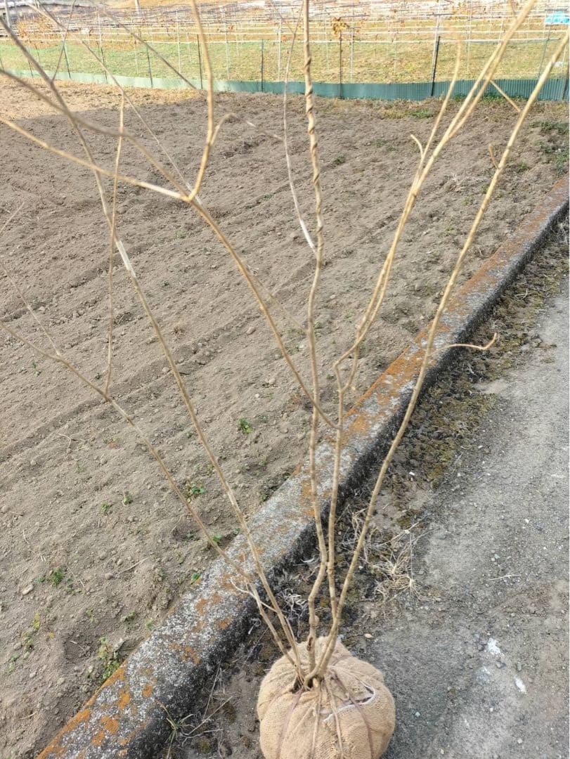 山採り アオダモ 自然樹形 株立ち 5本立ち