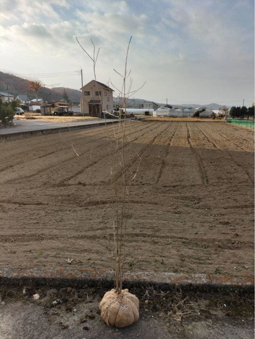 山採り アオダモ 自然樹形 株立ち 5本立ち