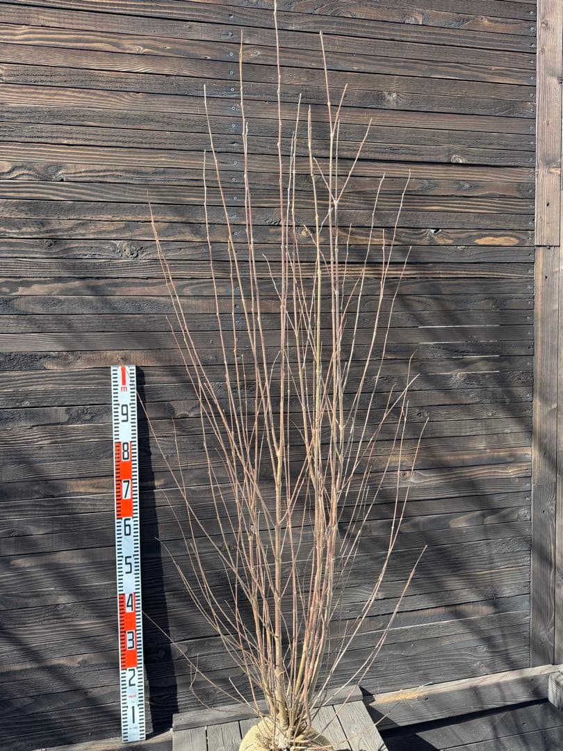 カツラ（桂）本株立ち【現品発送】管理 80052