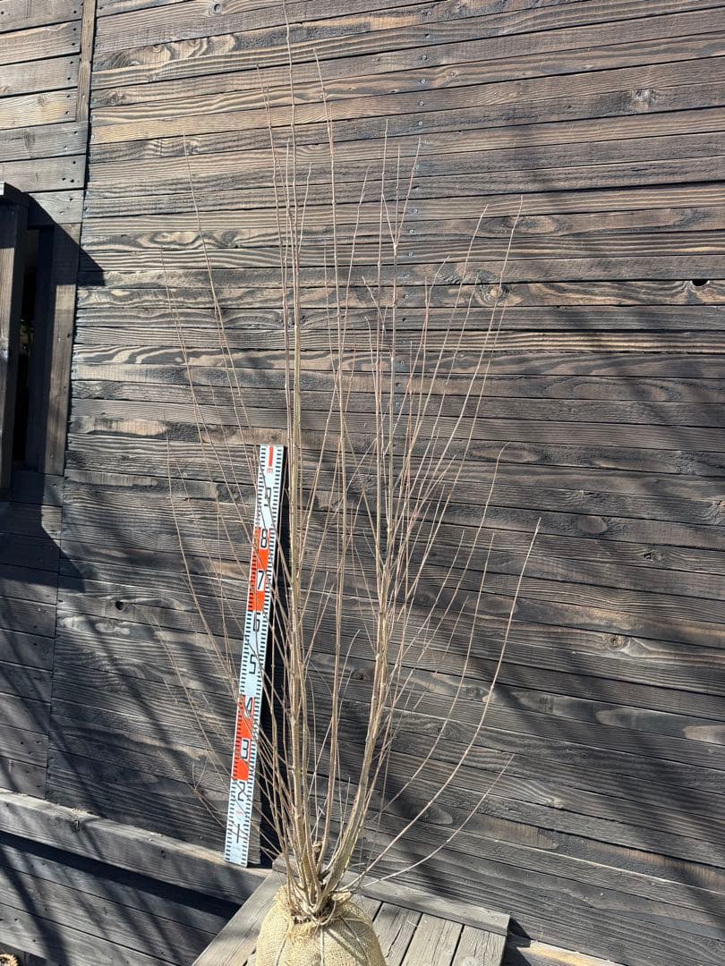 カツラ（桂）本株立ち【現品発送】管理 80052