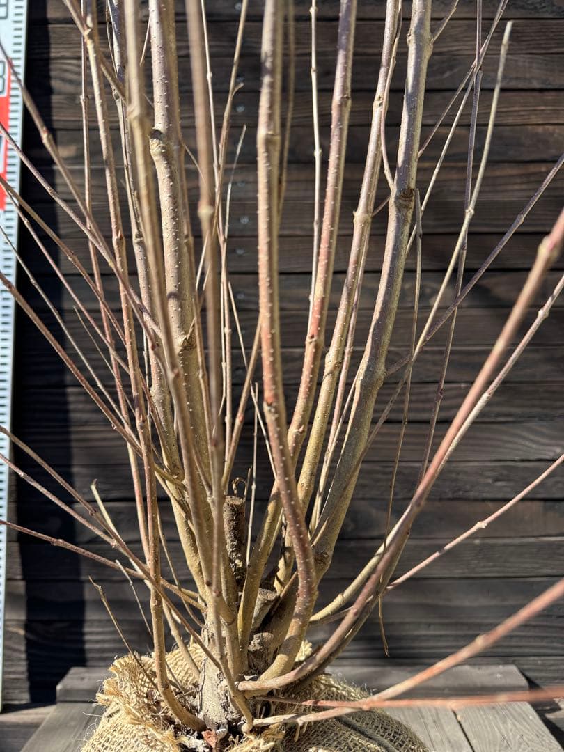 カツラ（桂）本株立ち【現品発送】管理 80052