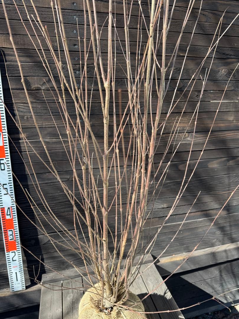 カツラ（桂）本株立ち【現品発送】管理 80052