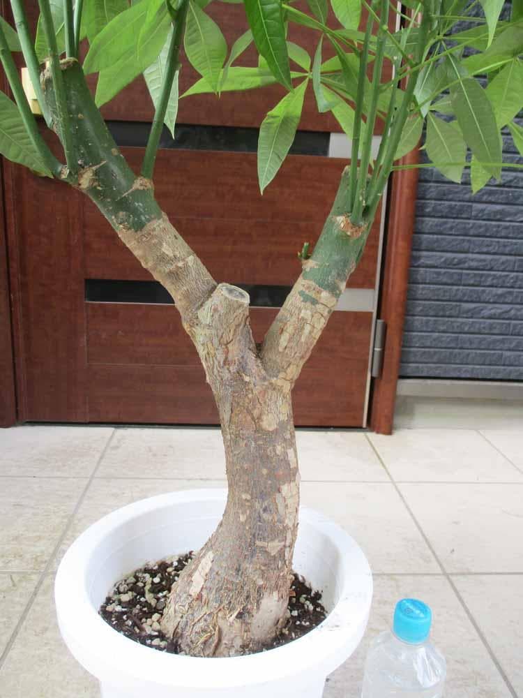 【現品】パキラ　極太　8号　E53番