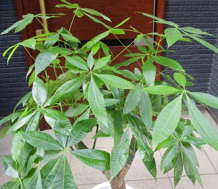 【現品】パキラ　極太　8号　E53番