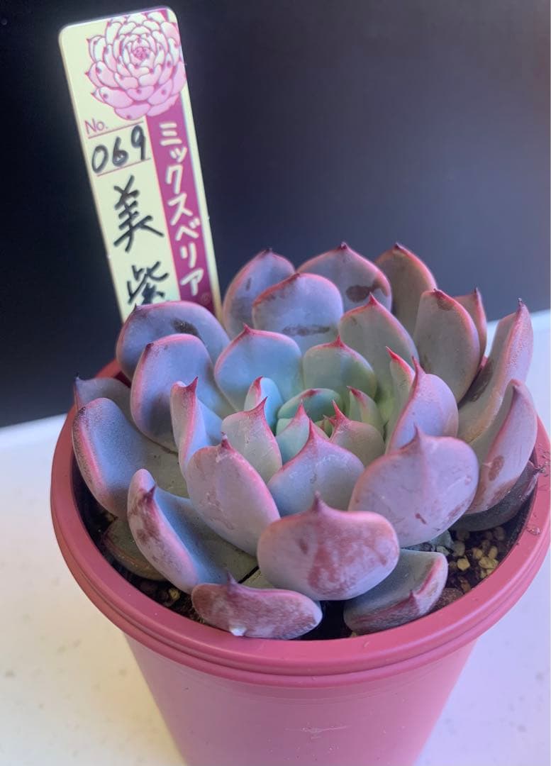 多肉植物　おらいさん苗　新作069美紫妃 札付きミックスベリア
