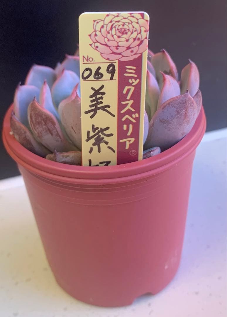 多肉植物　おらいさん苗　新作069美紫妃 札付きミックスベリア