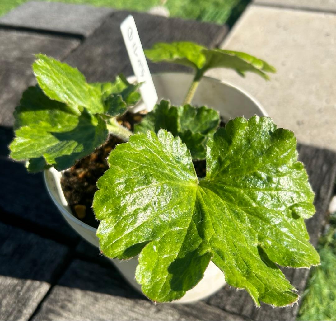 希少品種 入手困難 激レア 廃盤品種 ラナンキュラスラックス リーベラ