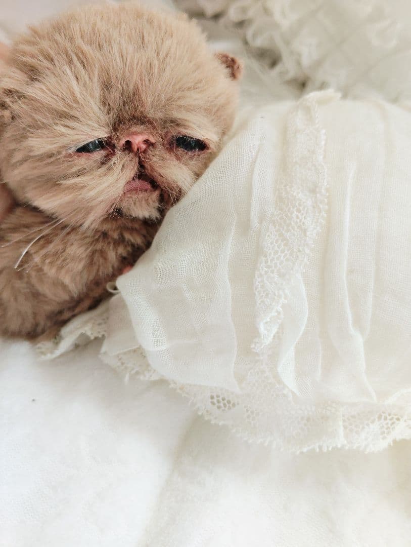 生後10日♡モカ色子猫ちゃん♡アートドール♡ぬいぐるみ♡