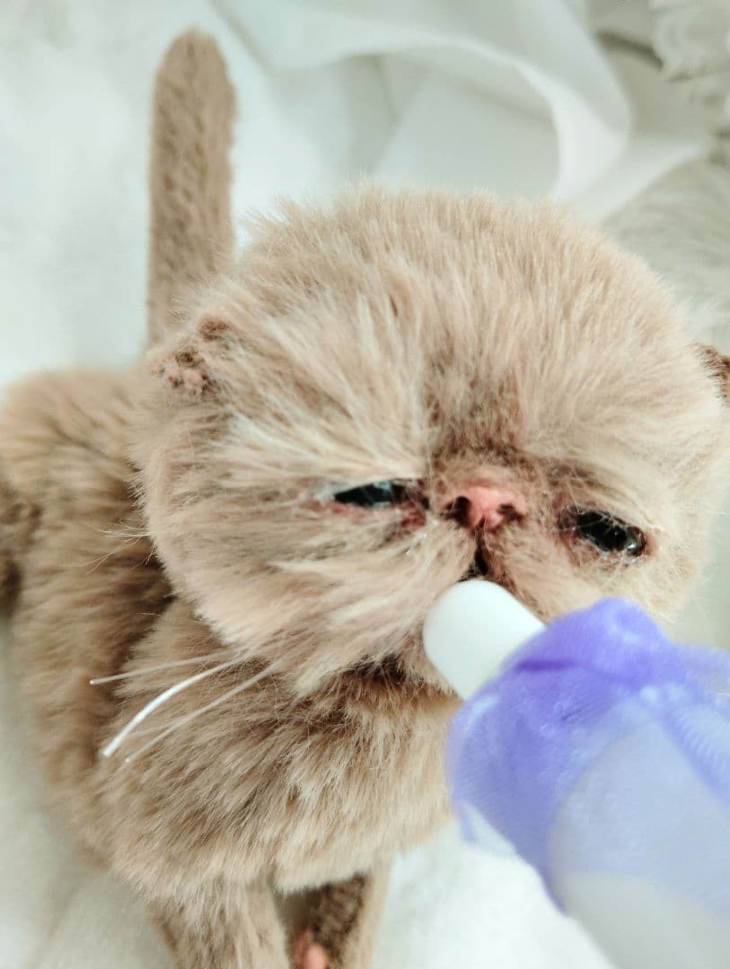 生後10日♡モカ色子猫ちゃん♡アートドール♡ぬいぐるみ♡