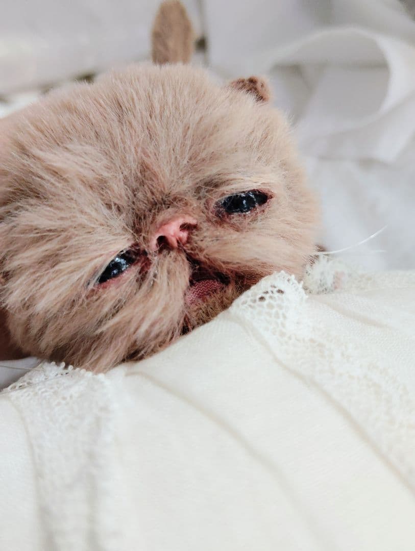 生後10日♡モカ色子猫ちゃん♡アートドール♡ぬいぐるみ♡