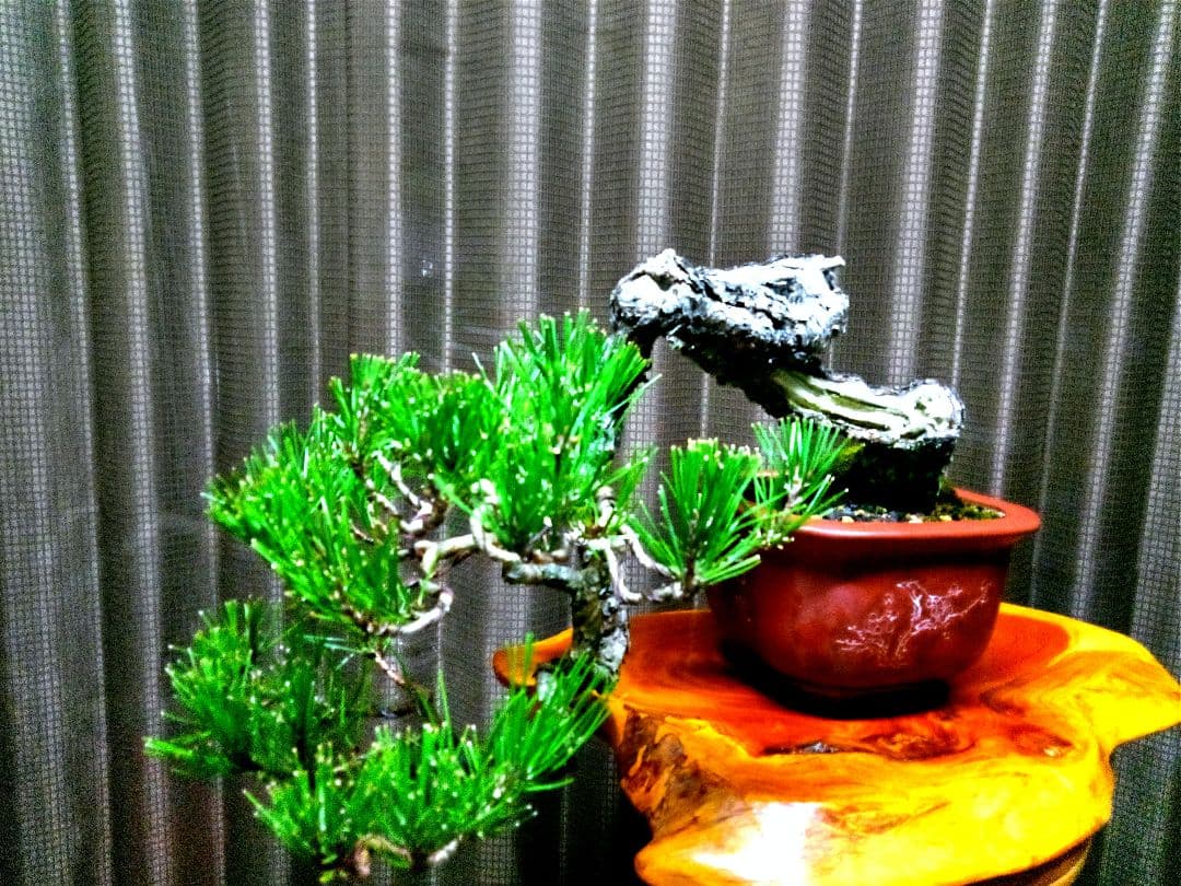 【貴風 山採り 赤松盆栽】　　　⭕天然舎利、幹曲、古木❗