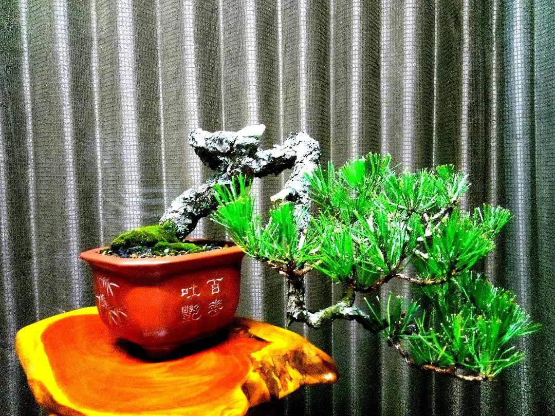 【貴風 山採り 赤松盆栽】　　　⭕天然舎利、幹曲、古木❗