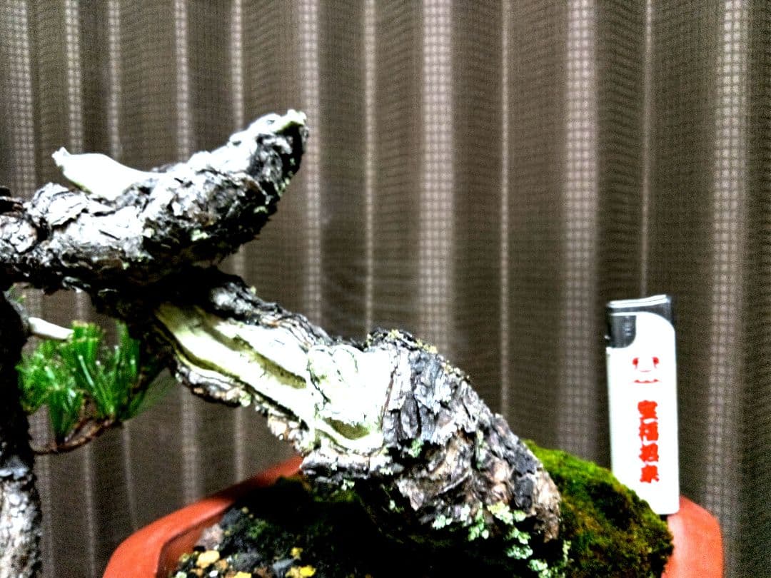 【貴風 山採り 赤松盆栽】　　　⭕天然舎利、幹曲、古木❗