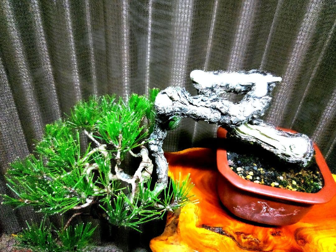 【貴風 山採り 赤松盆栽】　　　⭕天然舎利、幹曲、古木❗